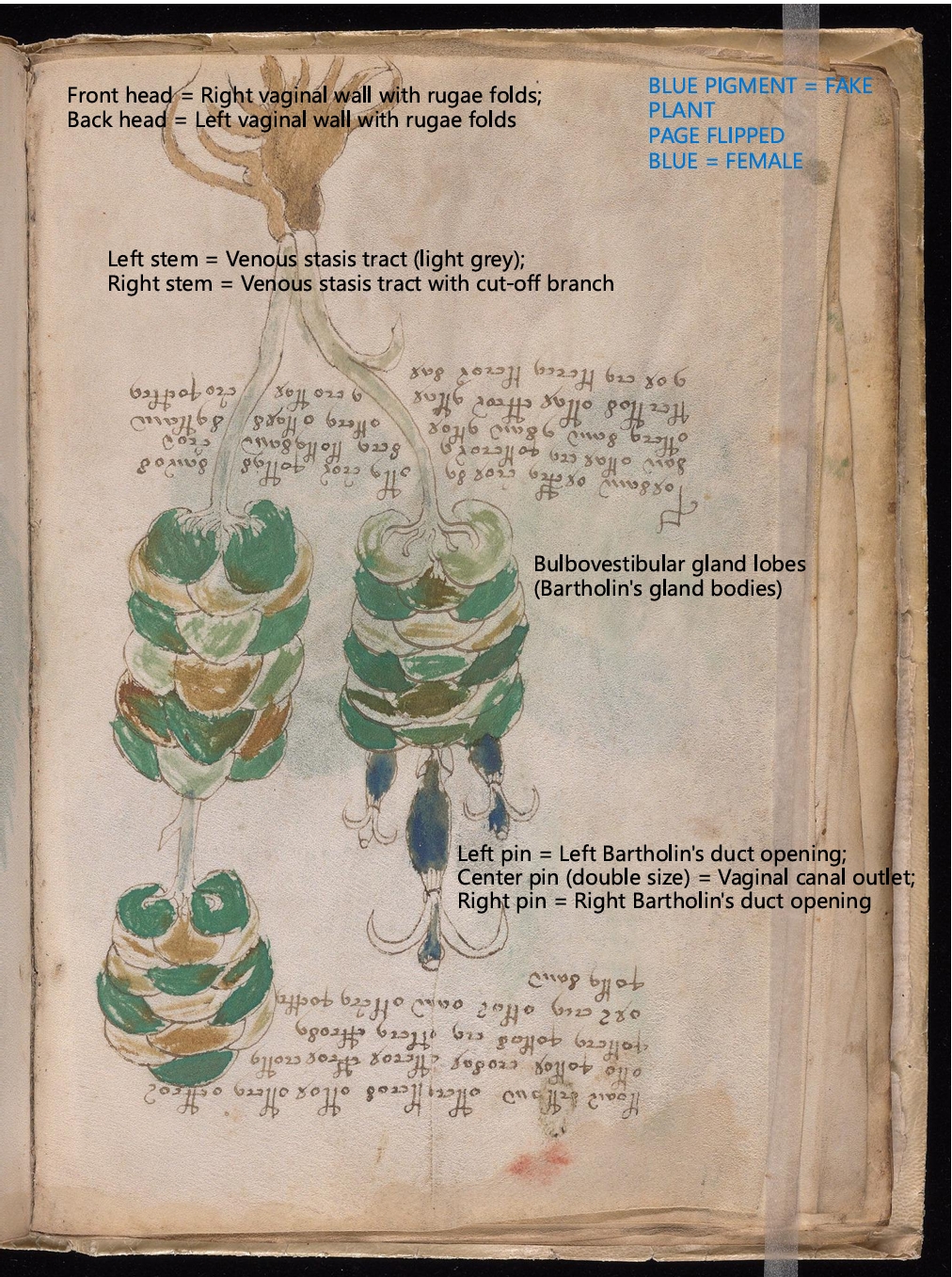 Labelled diagram of Folio 13v
